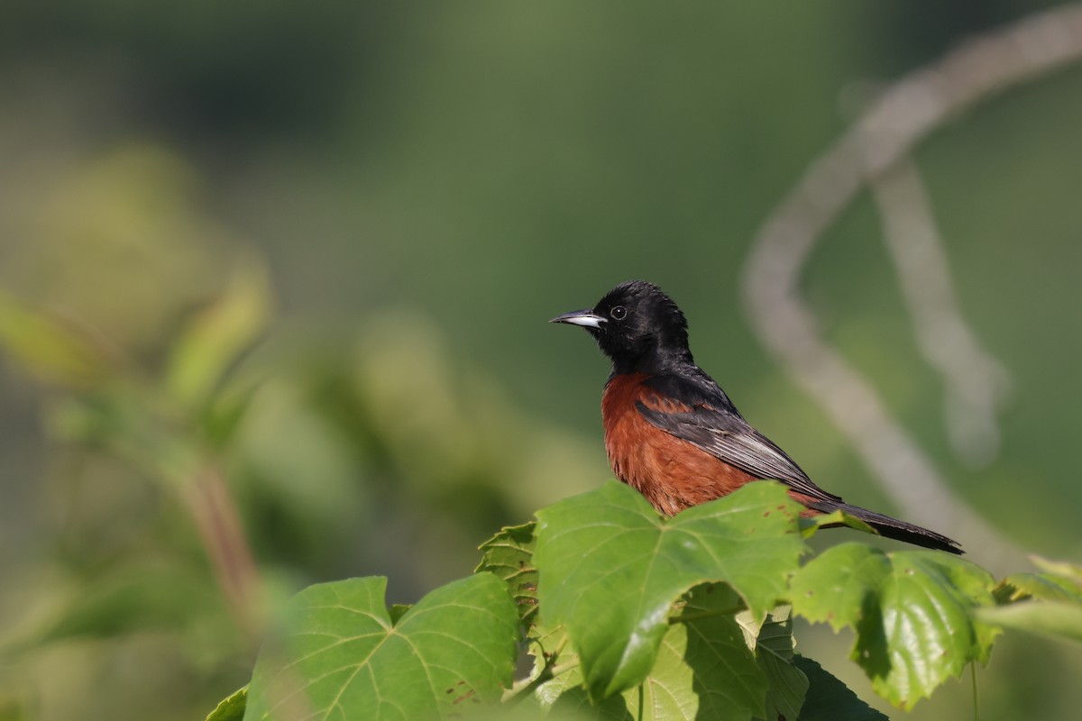 Orchard Oriole - Tim Lenz