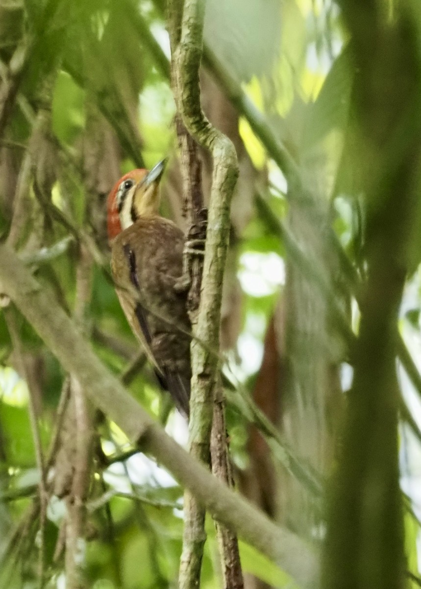 Olive-backed Woodpecker - Suzette Stitely