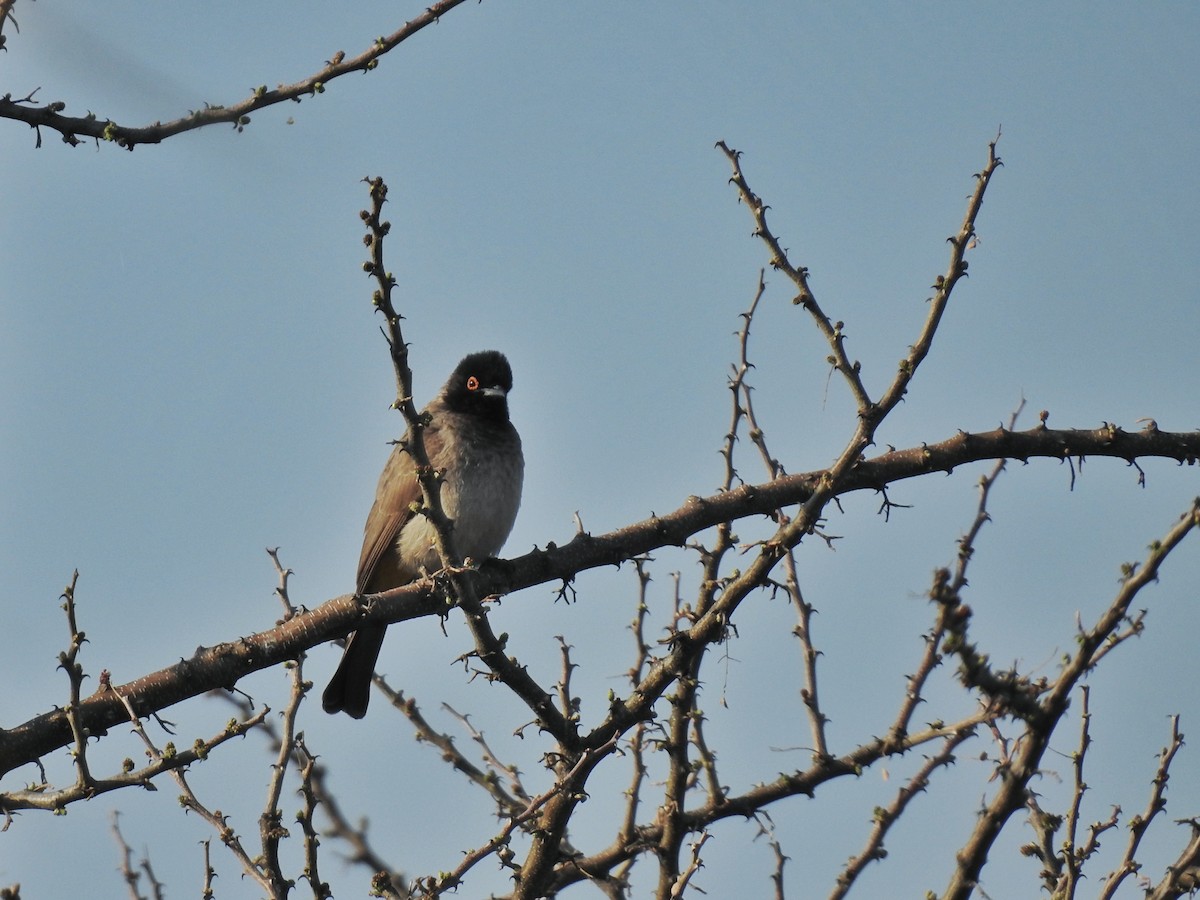 Black-fronted Bulbul - ML603435161