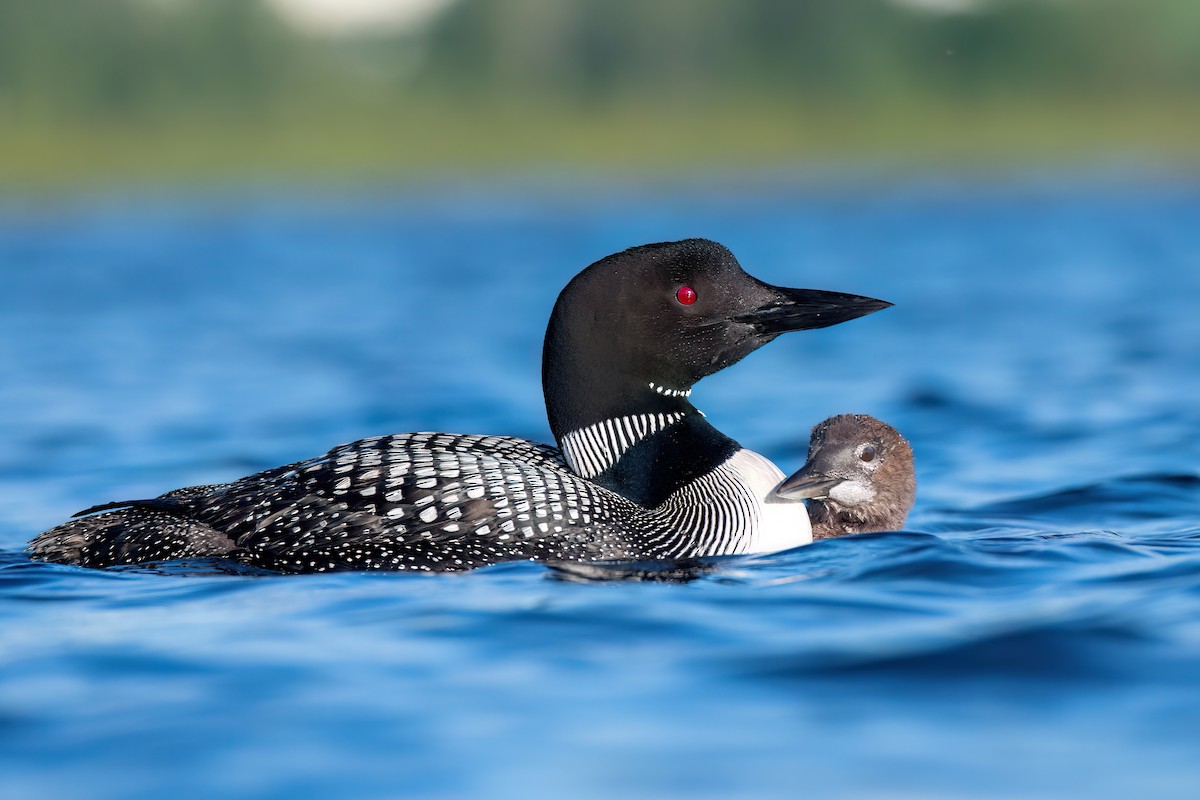 Plongeon huard - ML603435431