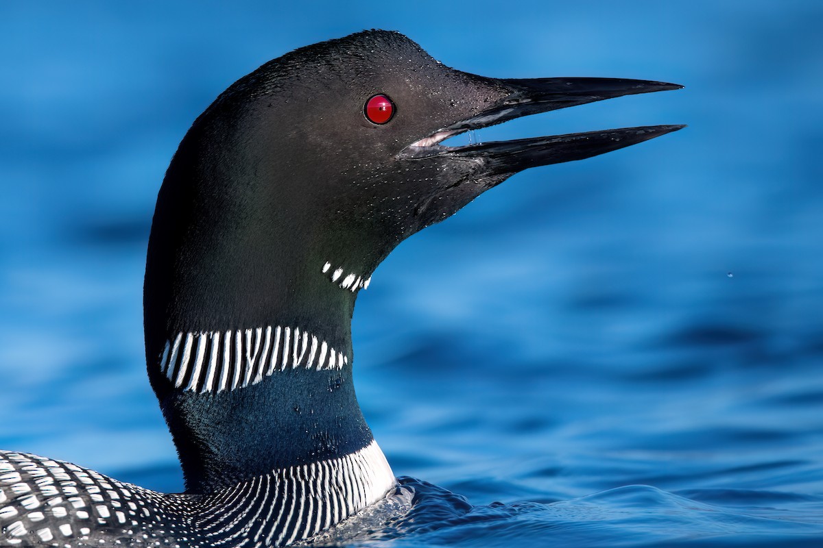 Common Loon - Kieran Barlow