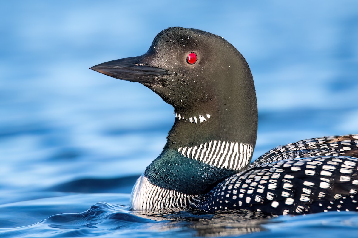 Common Loon - Kieran Barlow