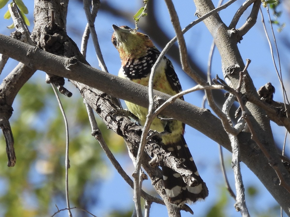 Haubenbartvogel - ML603437681