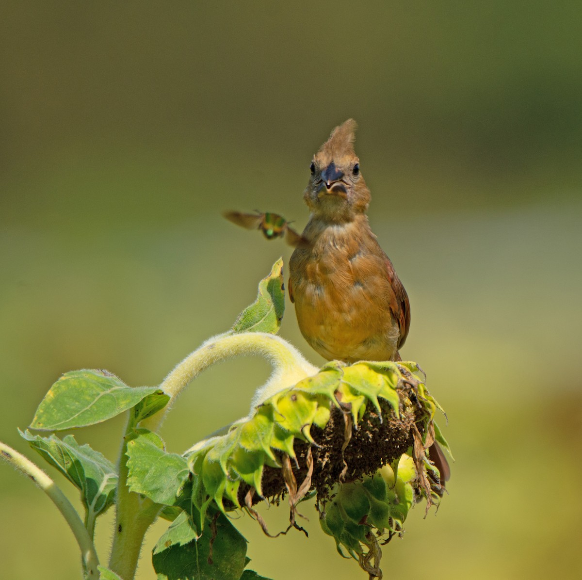 Northern Cardinal - ML603437861