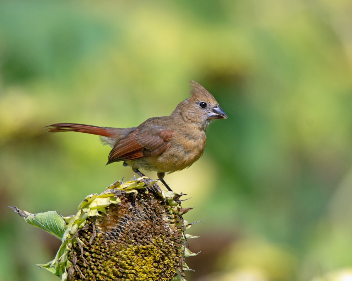 Northern Cardinal - ML603437871