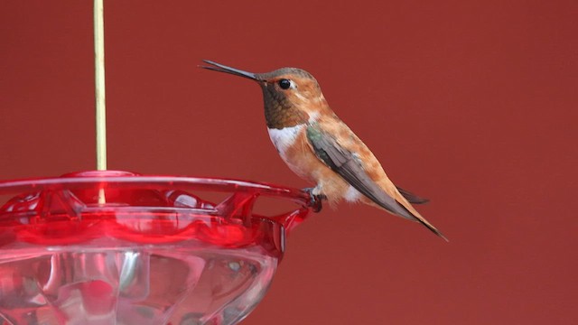 Rufous Hummingbird - ML603438391