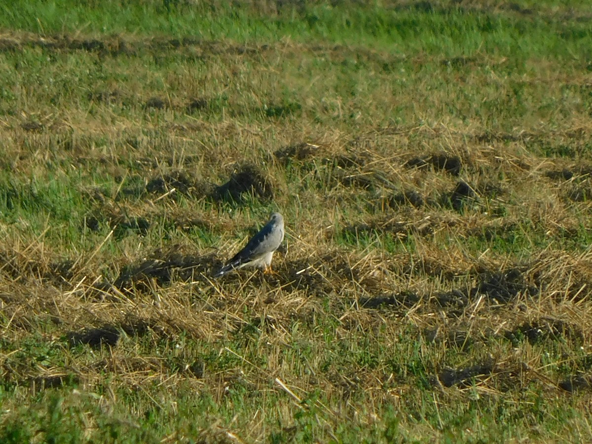 Hen Harrier - ML603440291