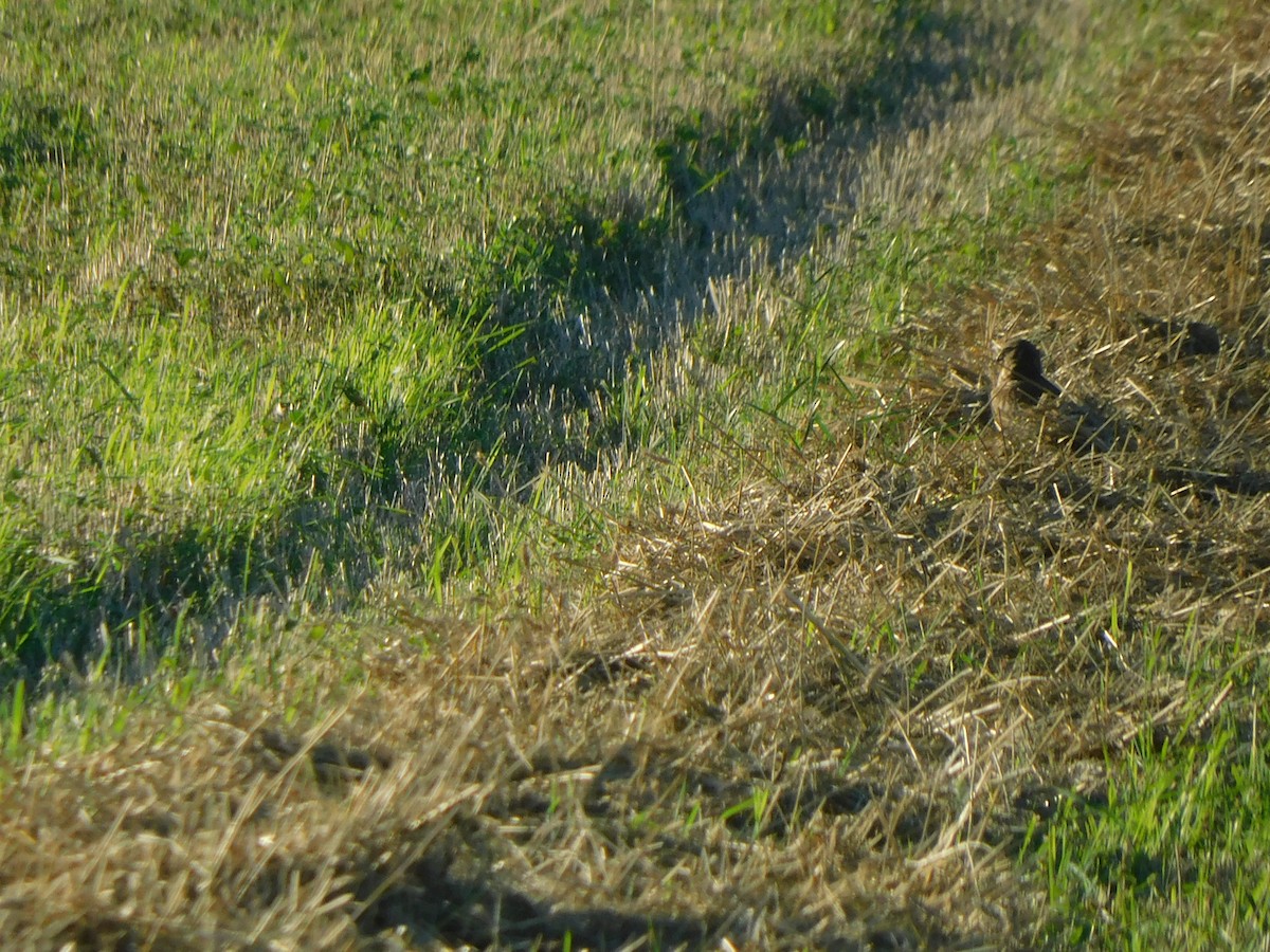 Hen Harrier - ML603440421