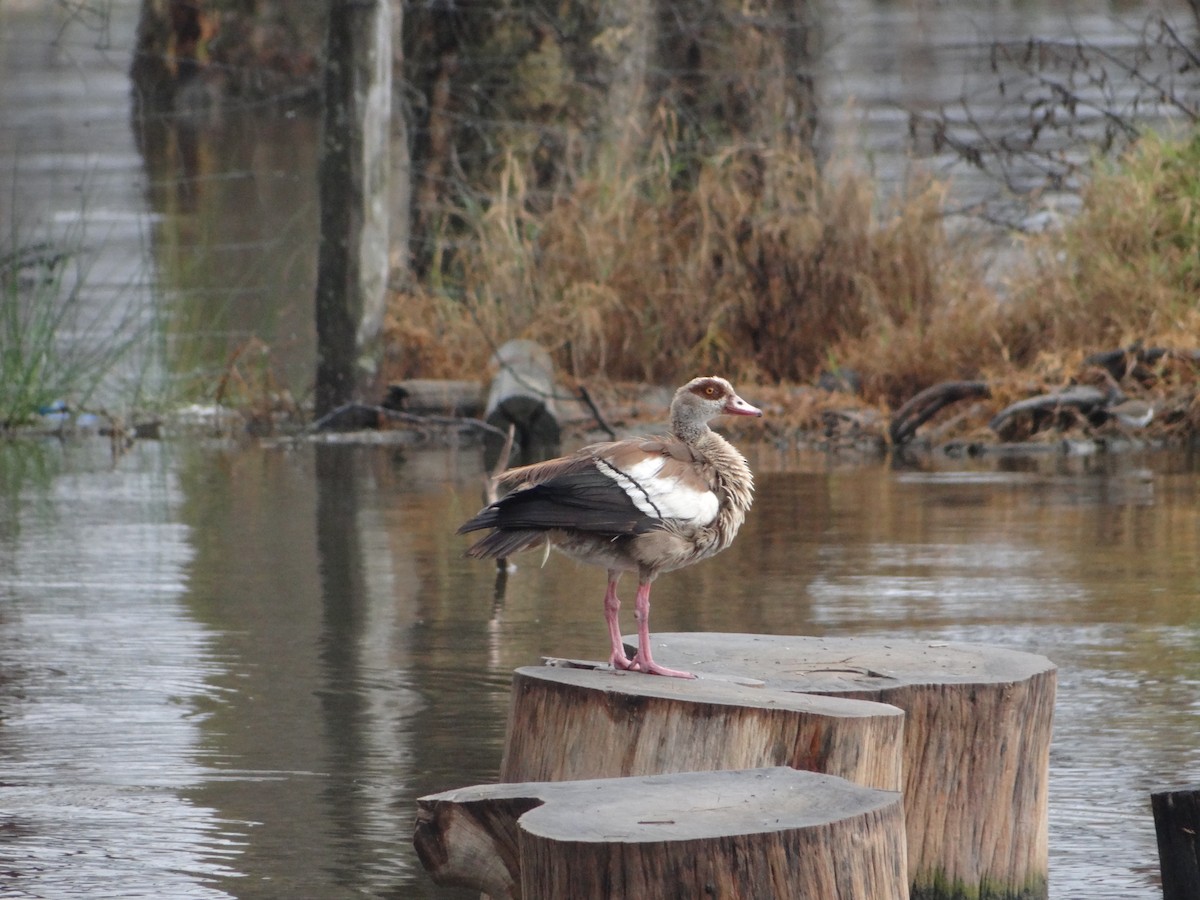 Egyptian Goose - ML603440901