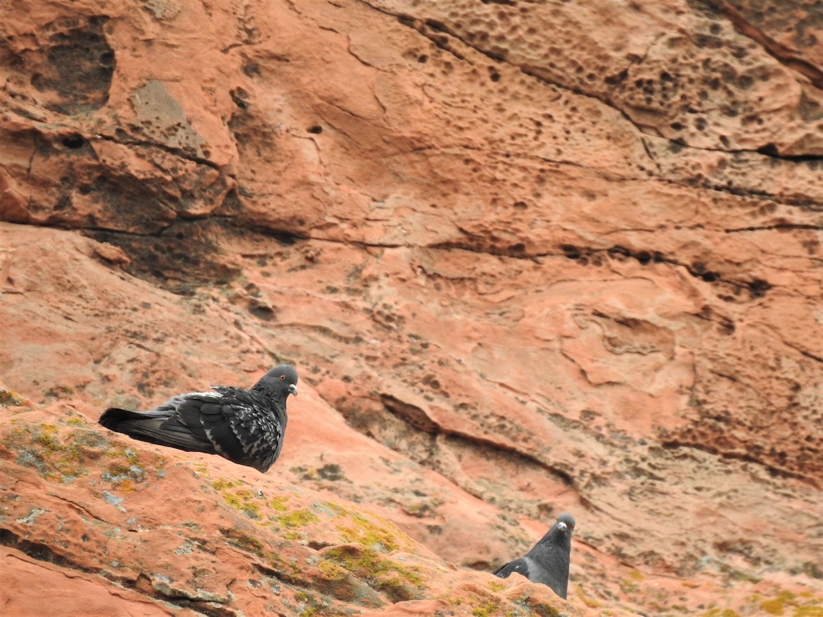 Хөхвөр тагтаа (суурин газрын) - ML603441561