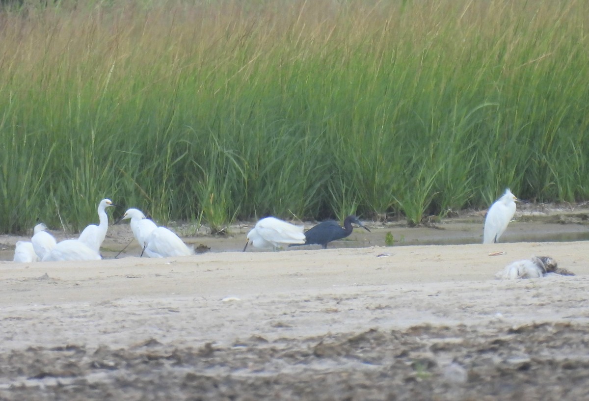 Little Blue Heron - ML603441621