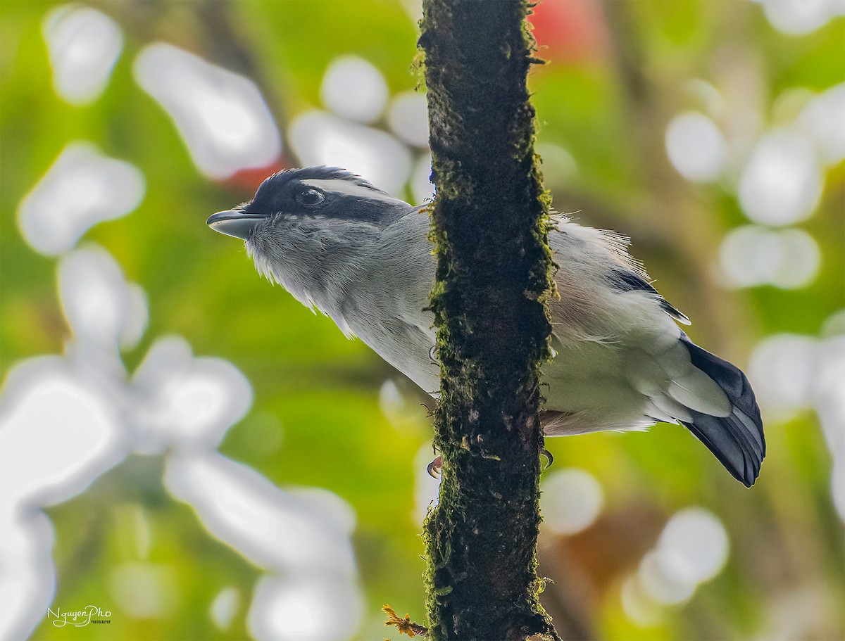 White-browed Shrike-Babbler (Gray-breasted) - Nguyen Pho
