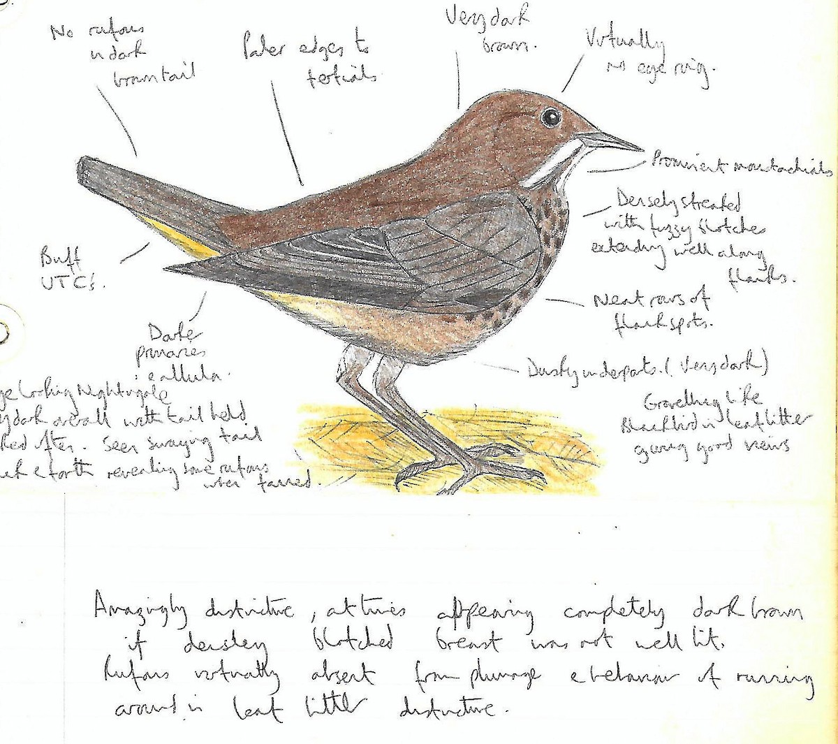 Thrush Nightingale - Andrew Collins