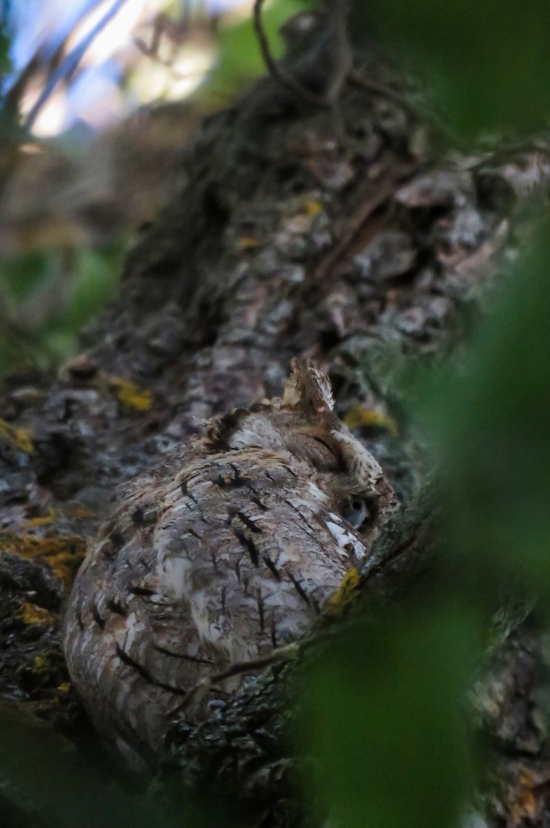 Eurasian Scops-Owl - Joan Balfagón