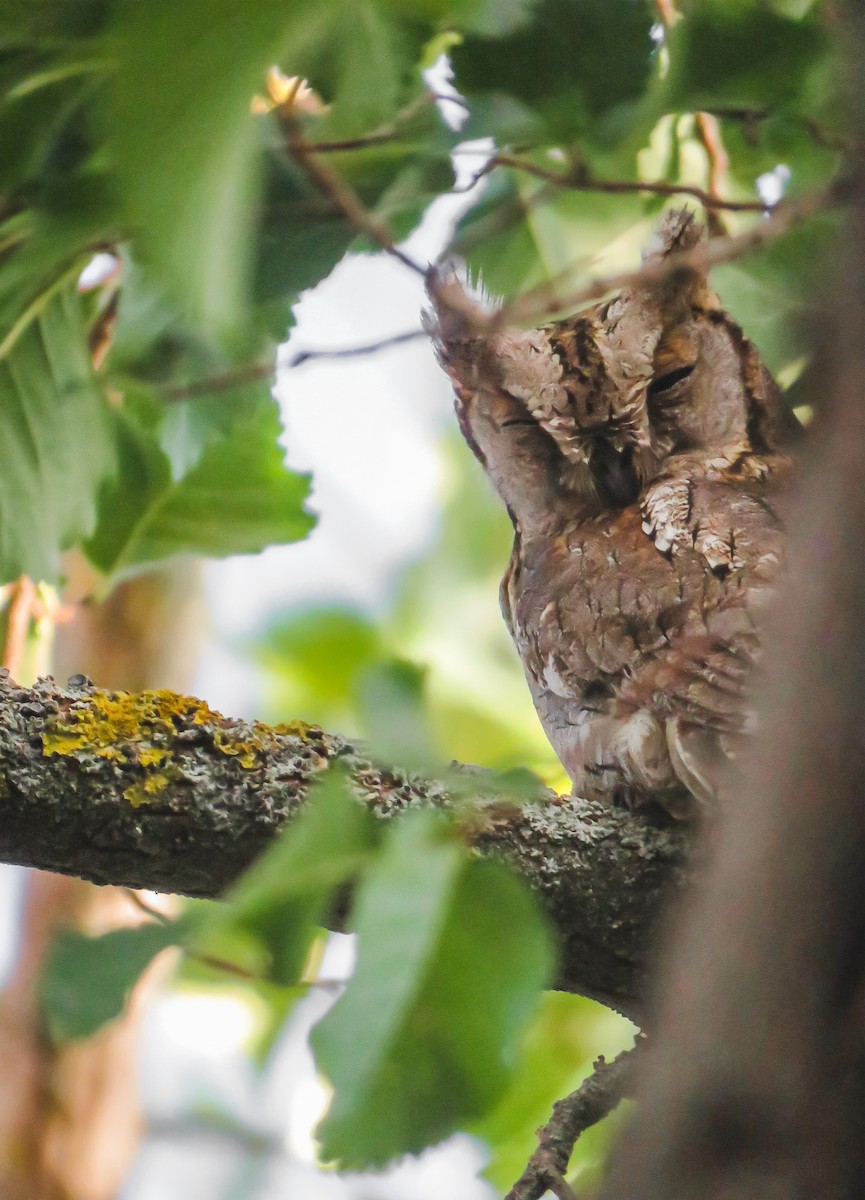 Petit-duc scops - ML603442161