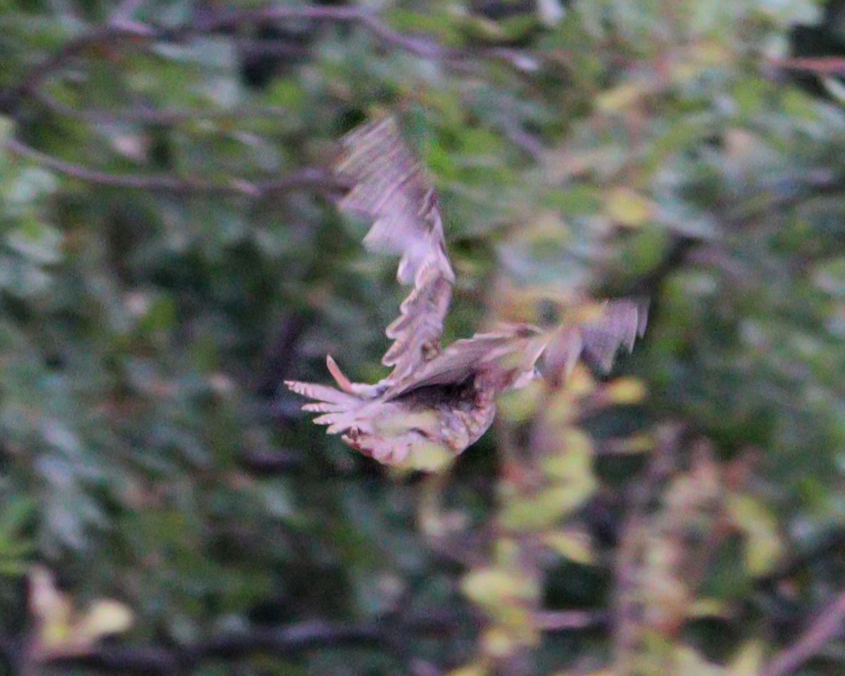 Common Quail - ML603442511