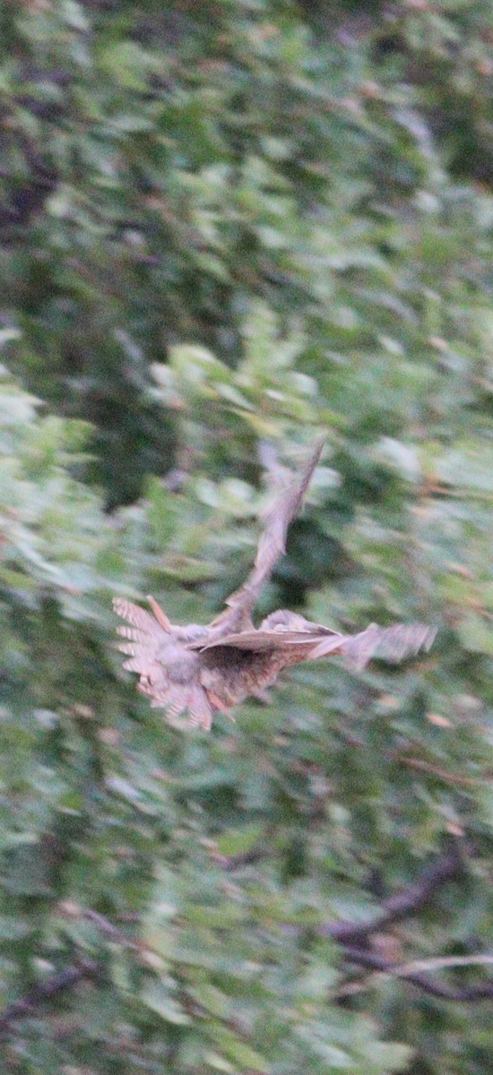 Common Quail - Erdem Kuruca