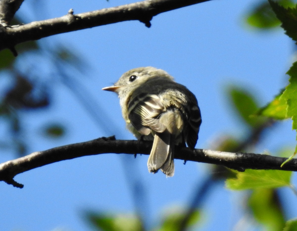 Hammond's Flycatcher - Keith Gregoire