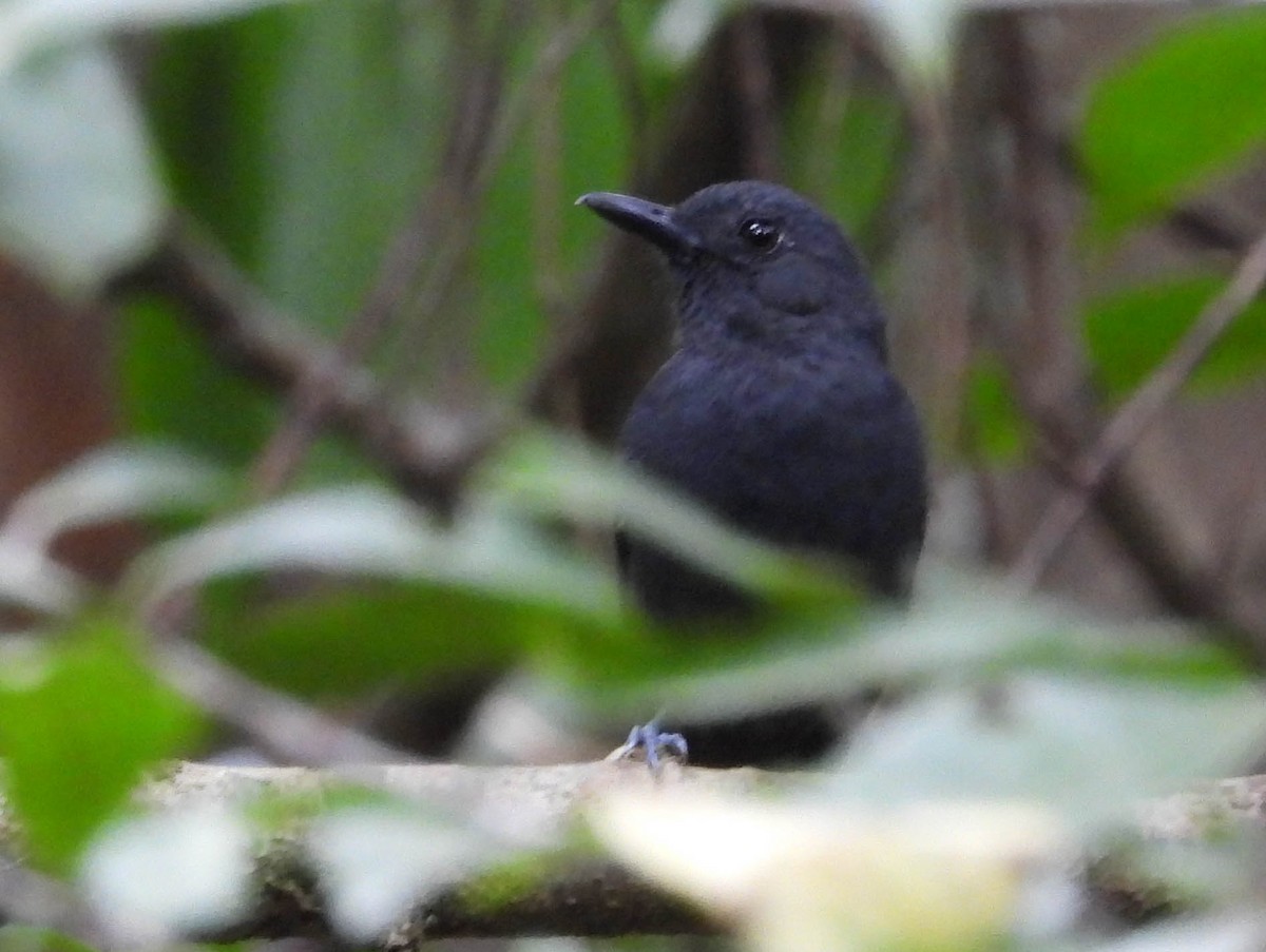 Plumbeous Antvireo - ML603443411