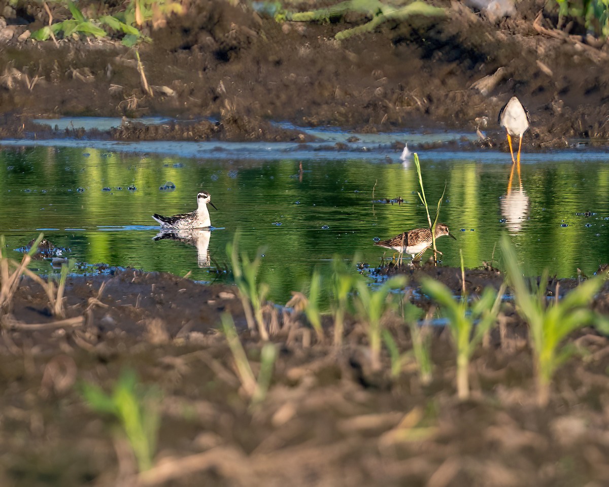 Red-necked Phalarope - Dorrie Holmes