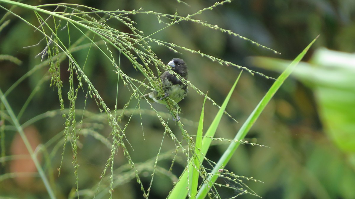 Yellow-bellied Seedeater - ML603443741