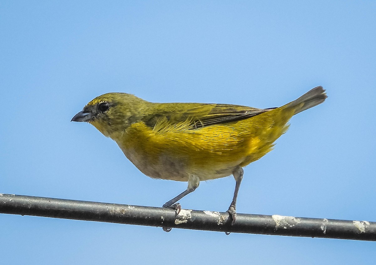 Purple-throated Euphonia - ML603443851