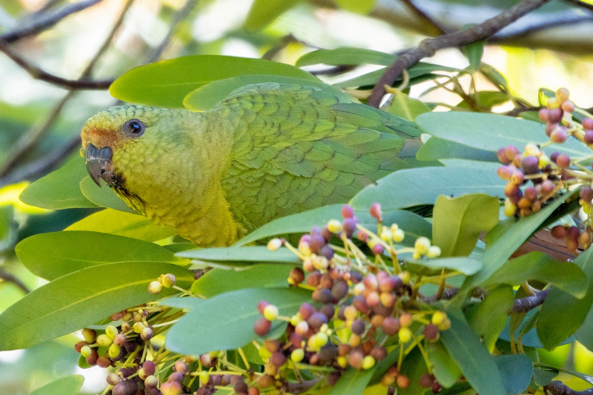 Austral Parakeet - Pablo Andrés Cáceres Contreras