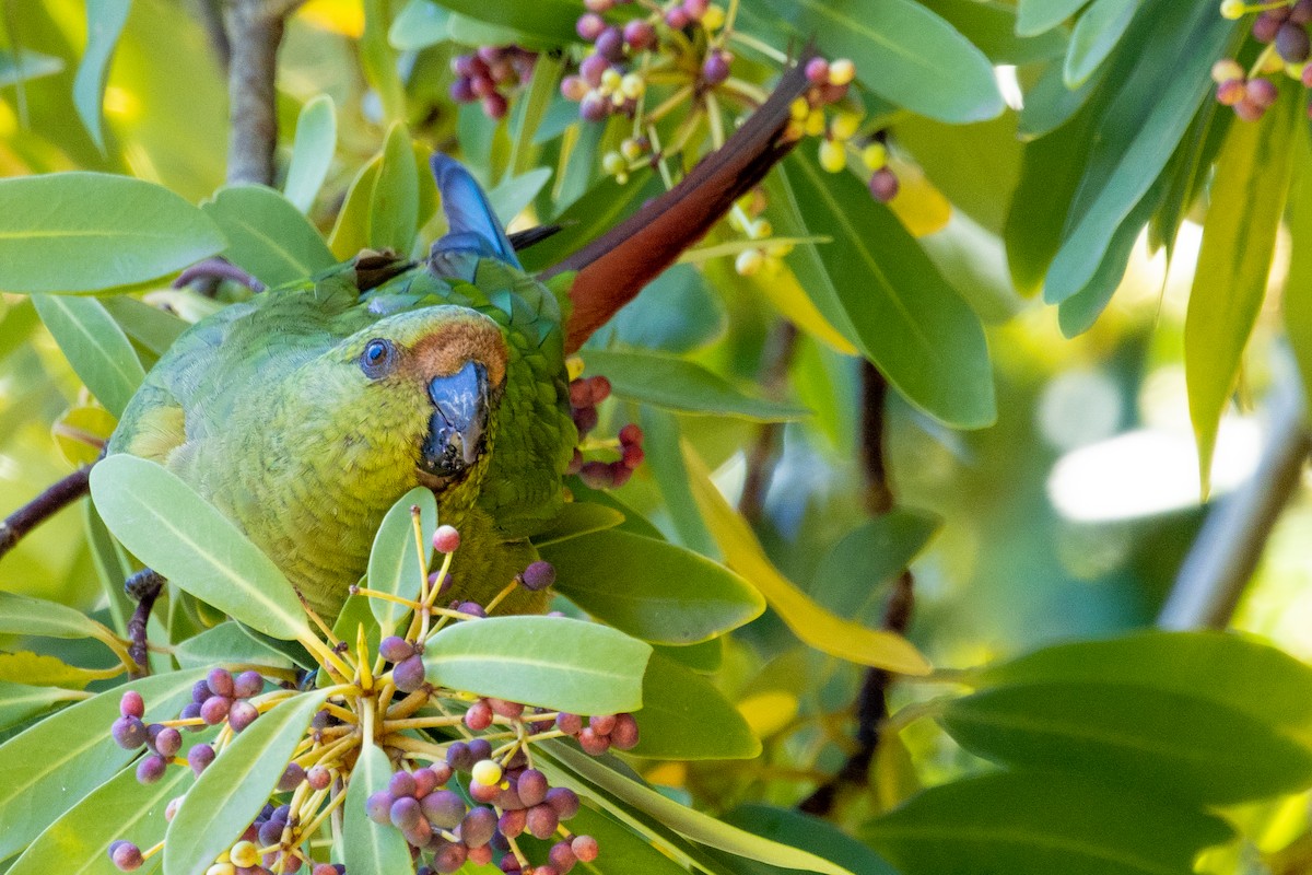 Austral Parakeet - ML603444241