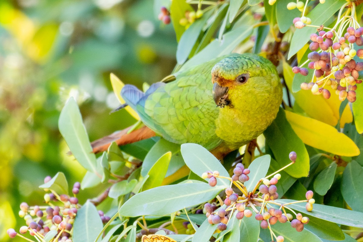 Austral Parakeet - ML603444251