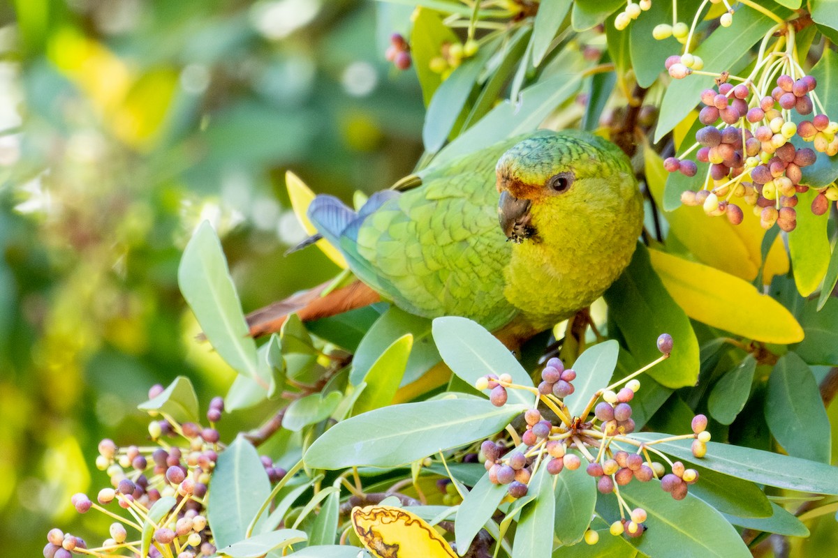 Austral Parakeet - ML603444281