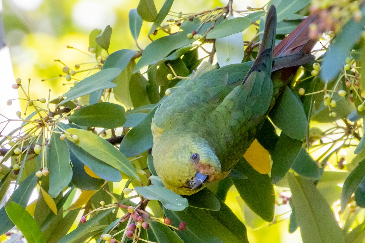 Austral Parakeet - ML603444291