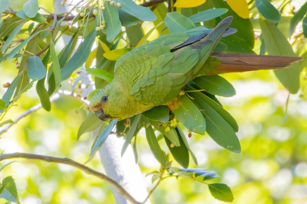 Austral Parakeet - ML603444301