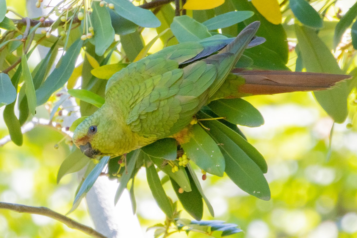 Austral Parakeet - ML603444311