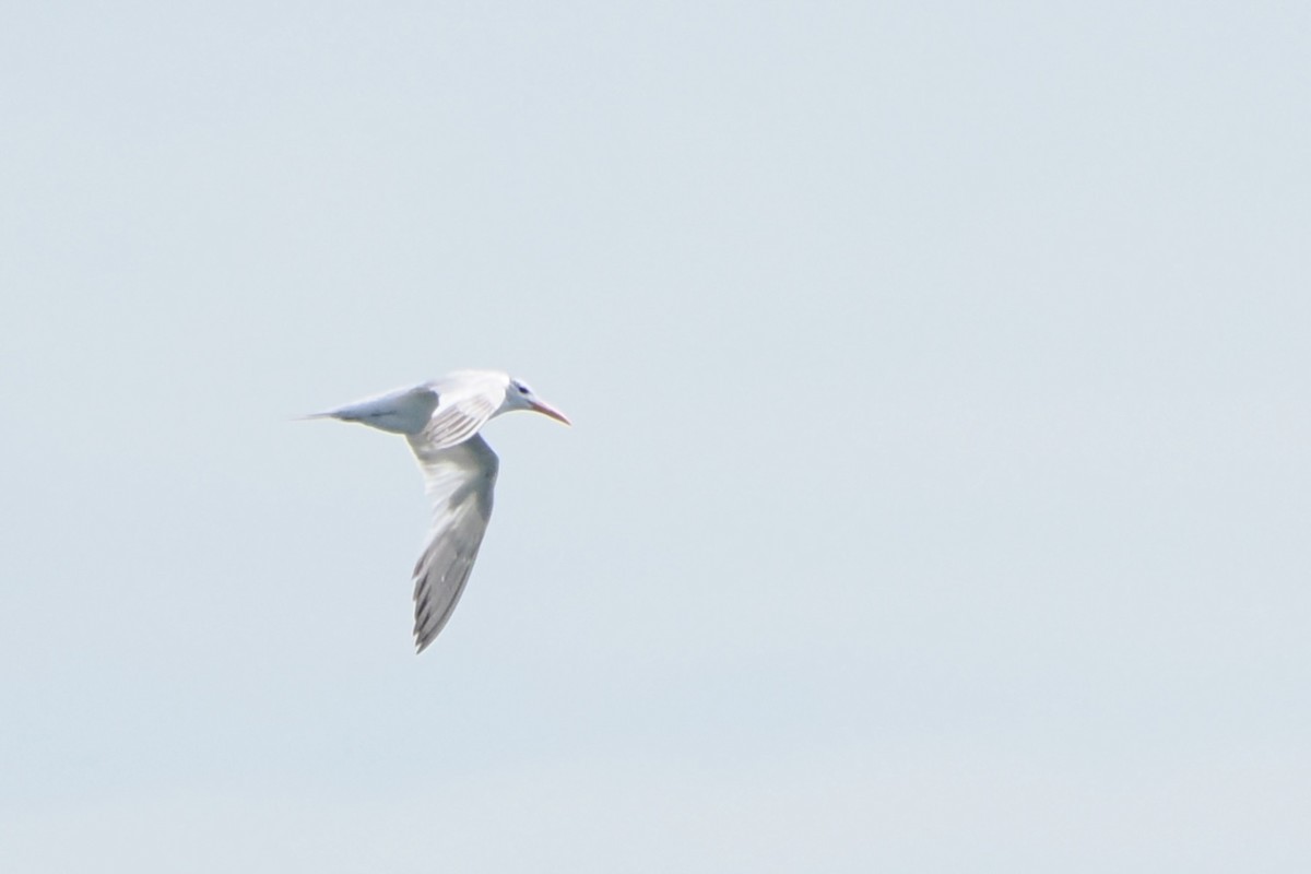 Royal Tern - ML603445081