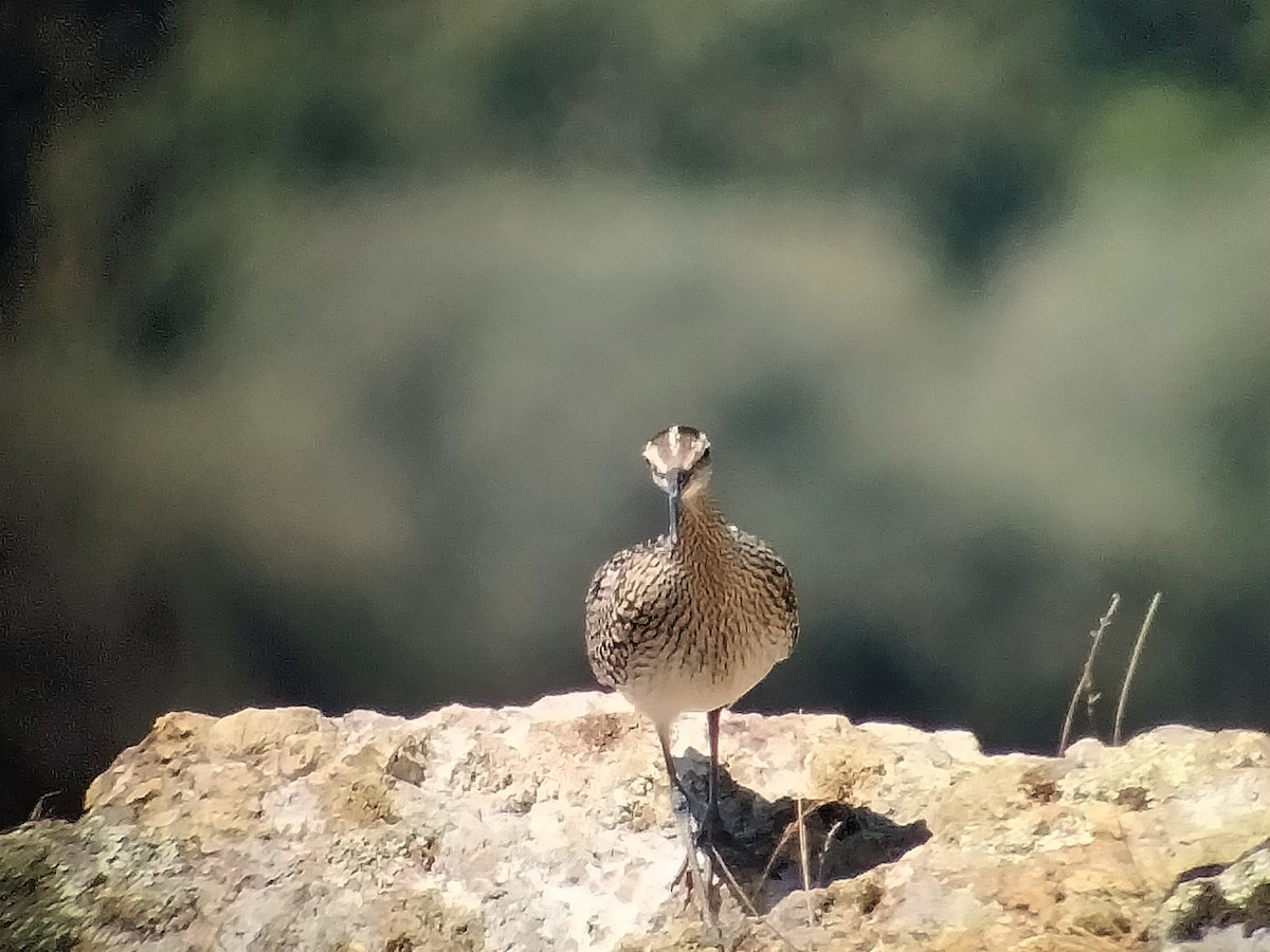 Whimbrel - ML603445631