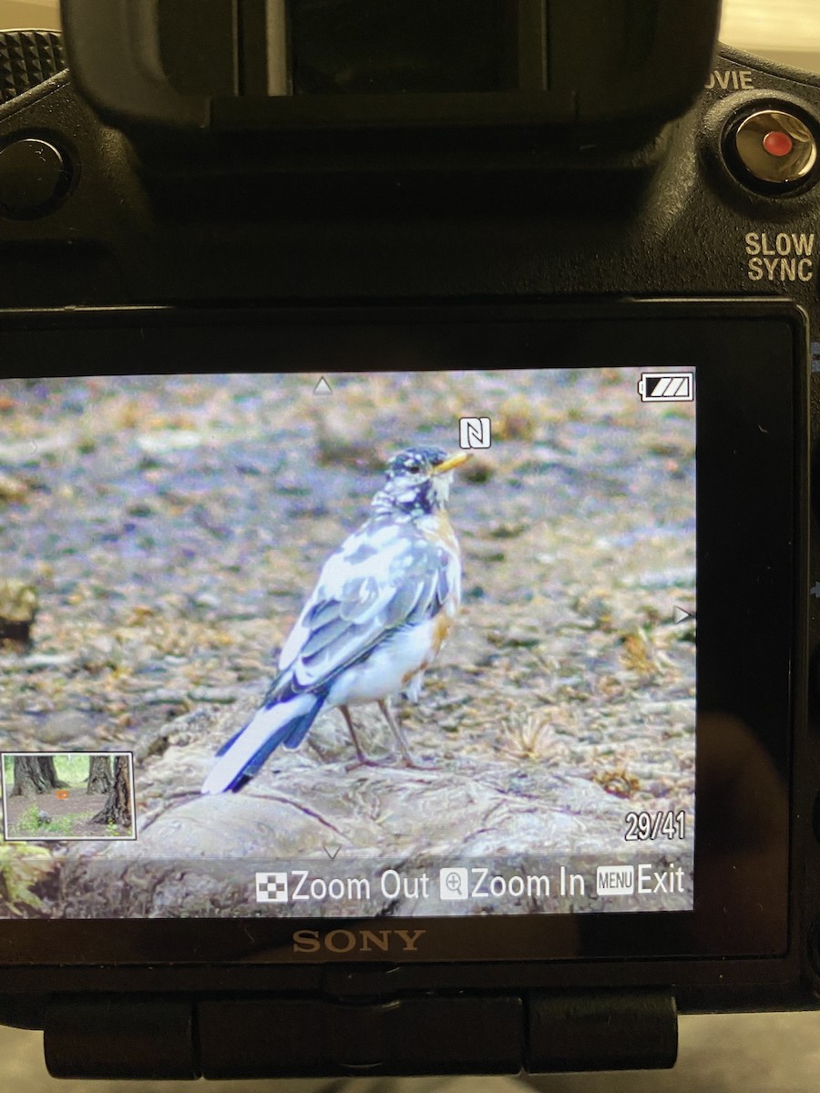 Zozo papargorria [migratorius Taldekoa] - ML603445671