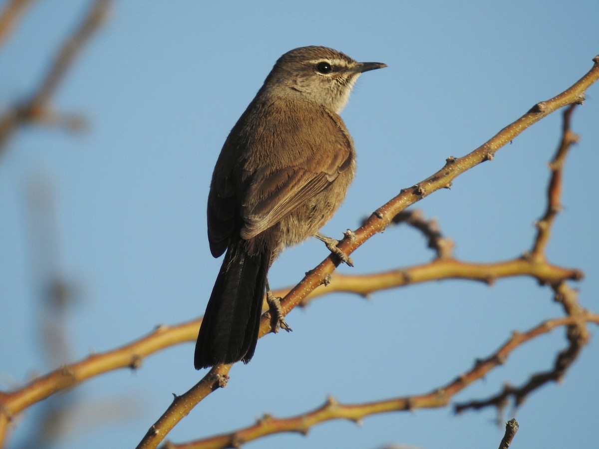 Karoo Scrub-Robin - Luca Forneris