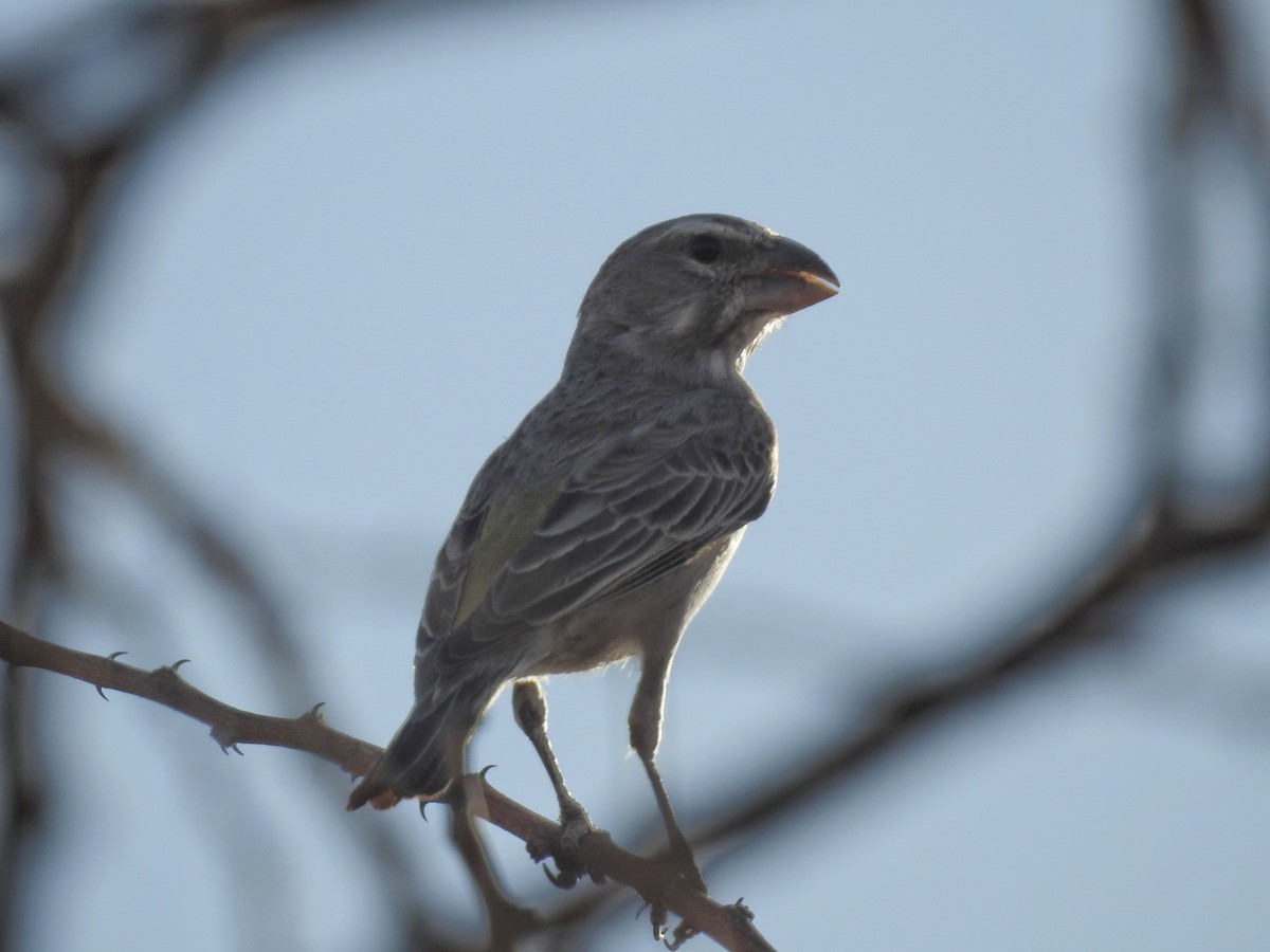 Serin à gorge blanche - ML603446331