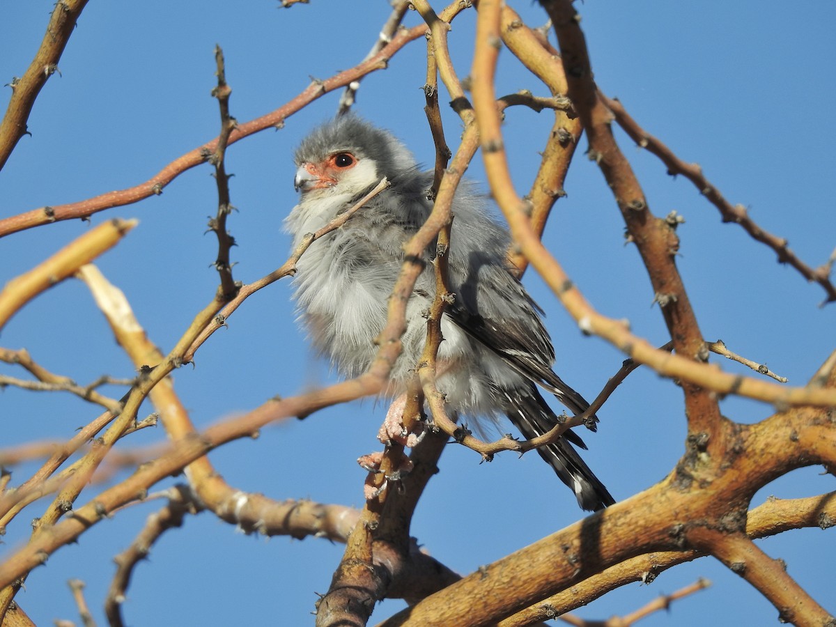 Pygmy Falcon - Luca Forneris