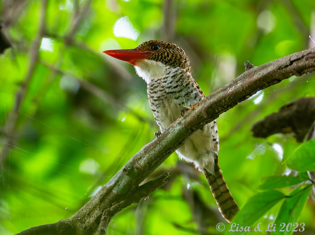 Banded Kingfisher - Lisa & Li Li