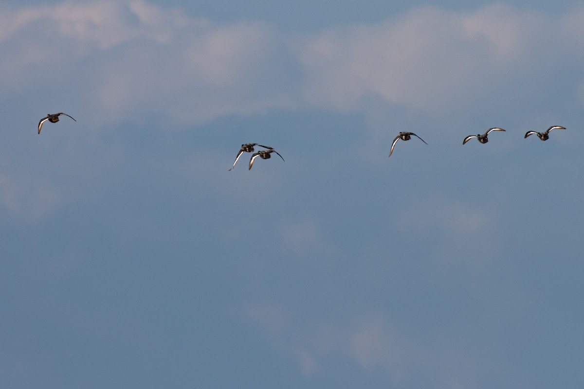 Greater Scaup - ML603447671