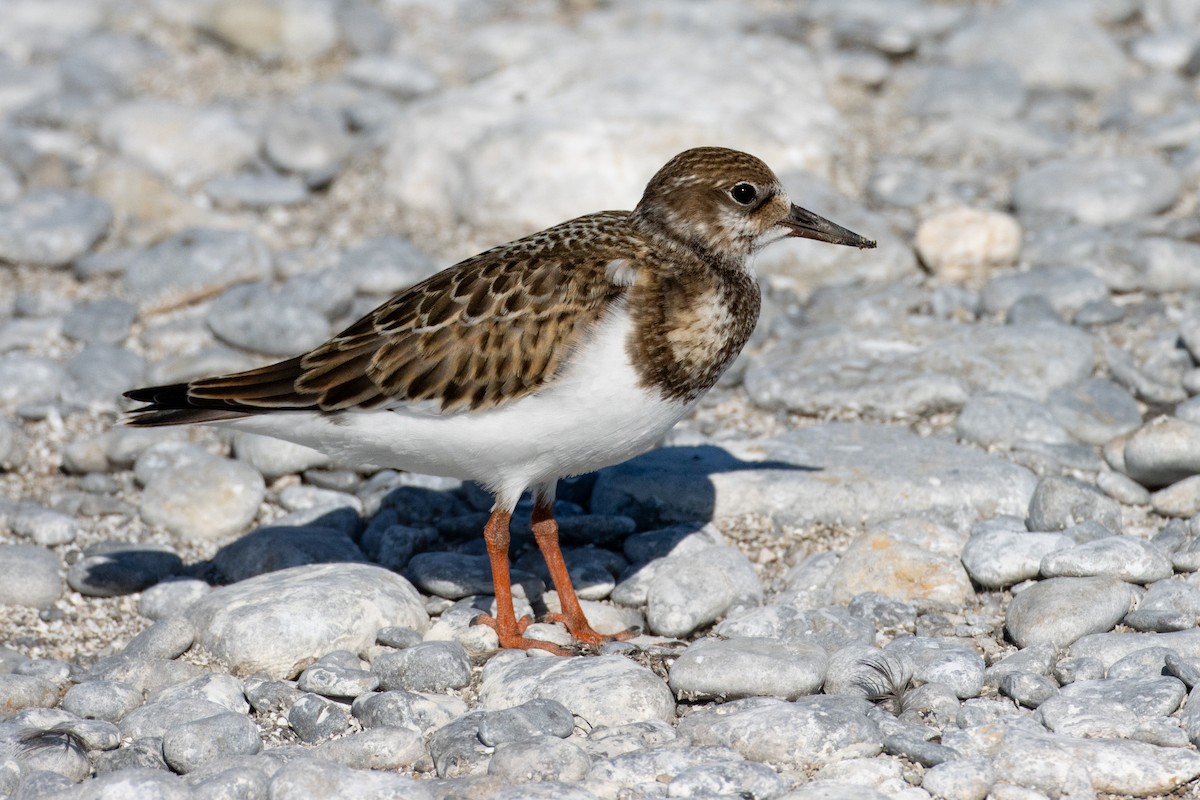 Ruddy Turnstone - ML603447701