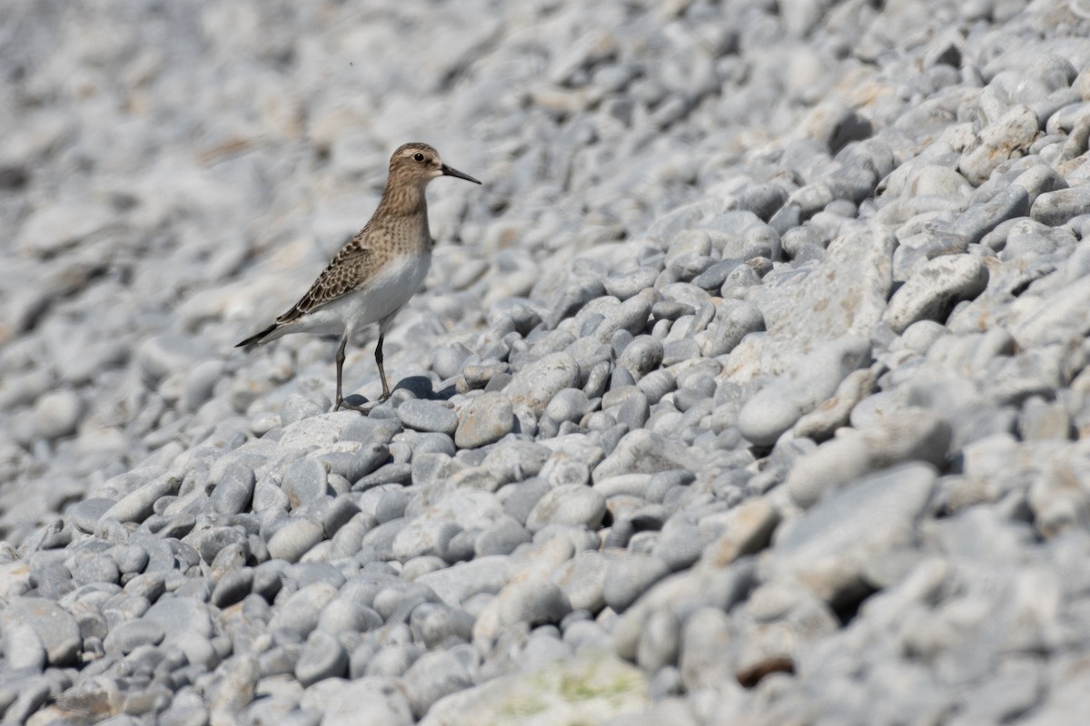 Baird's Sandpiper - ML603447891