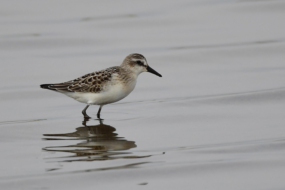 Semipalmated Sandpiper - ML603448021