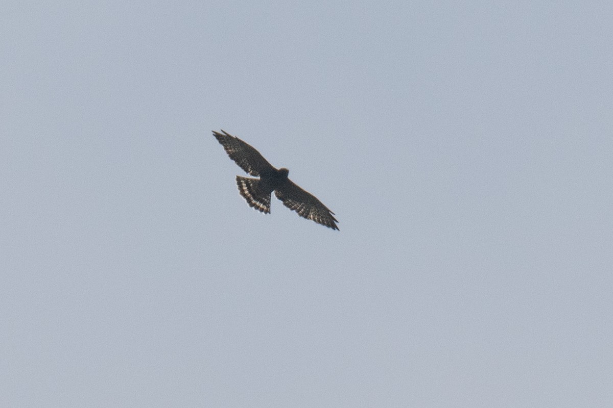 Red-shouldered Hawk - ML603448091