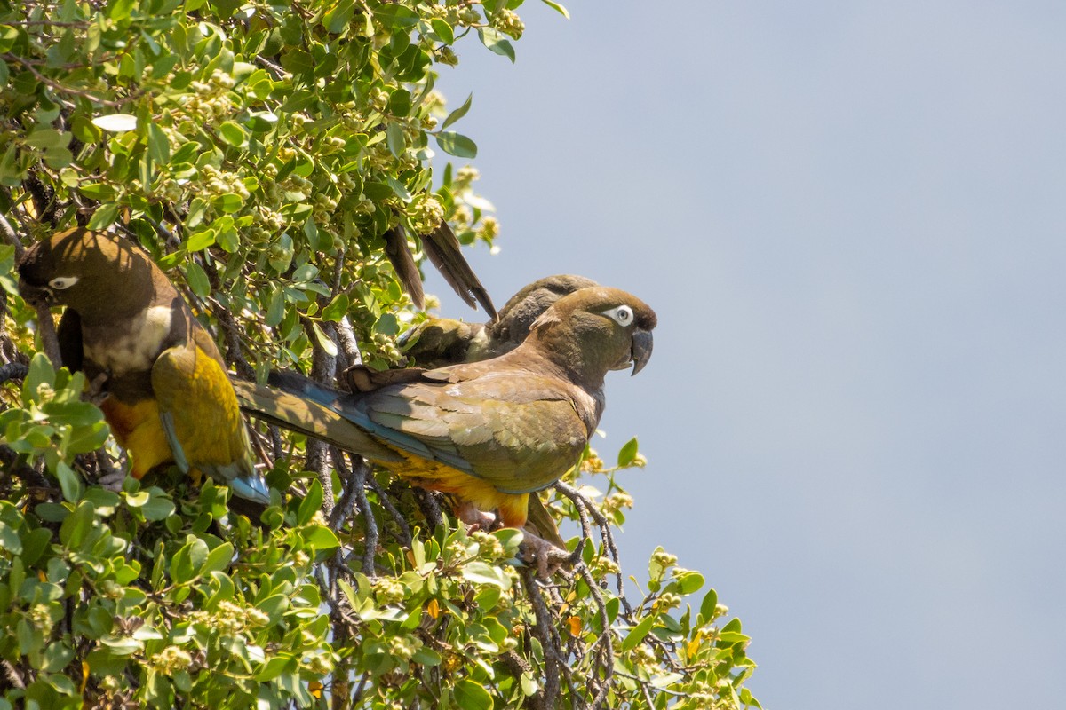 Burrowing Parakeet - ML603448181