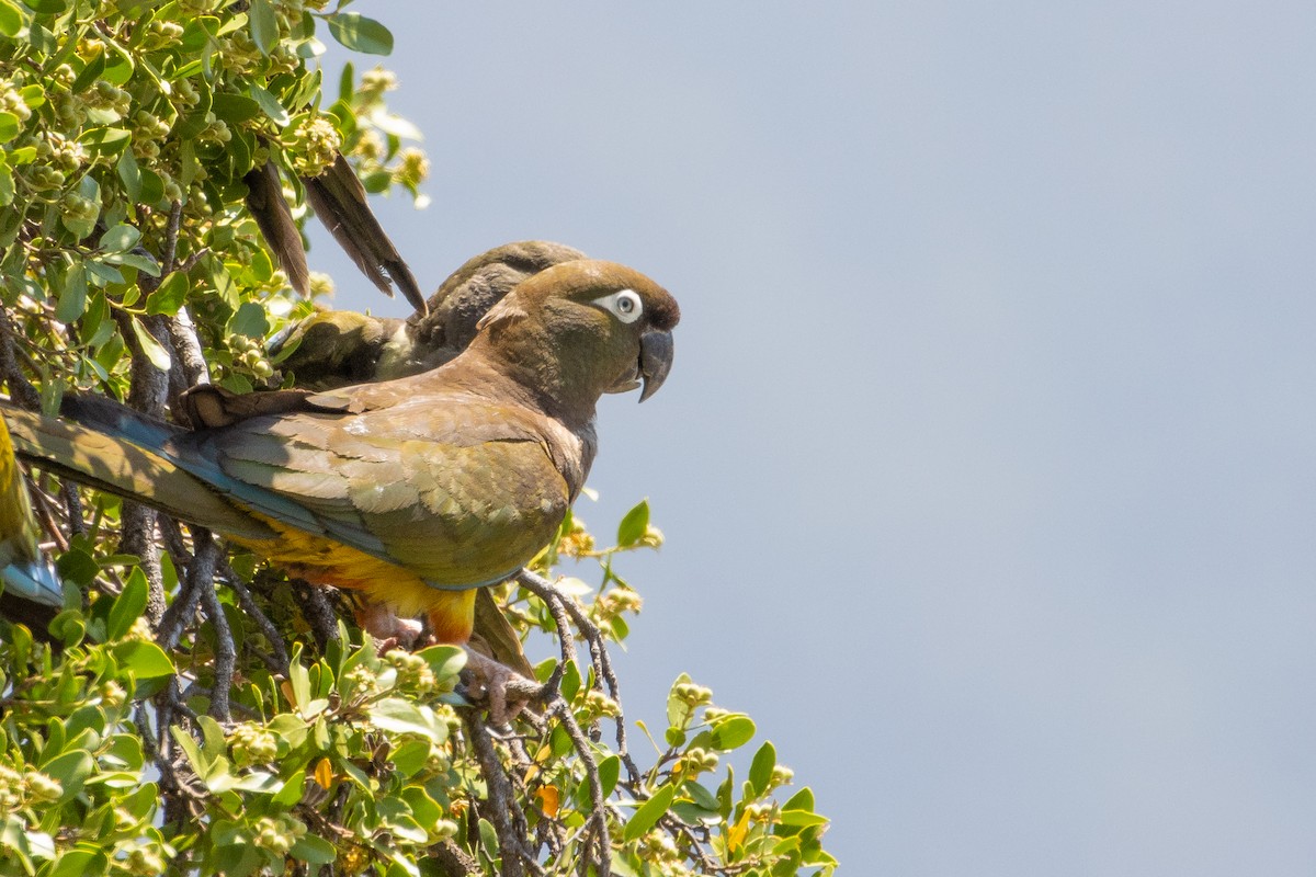 Burrowing Parakeet - ML603448191