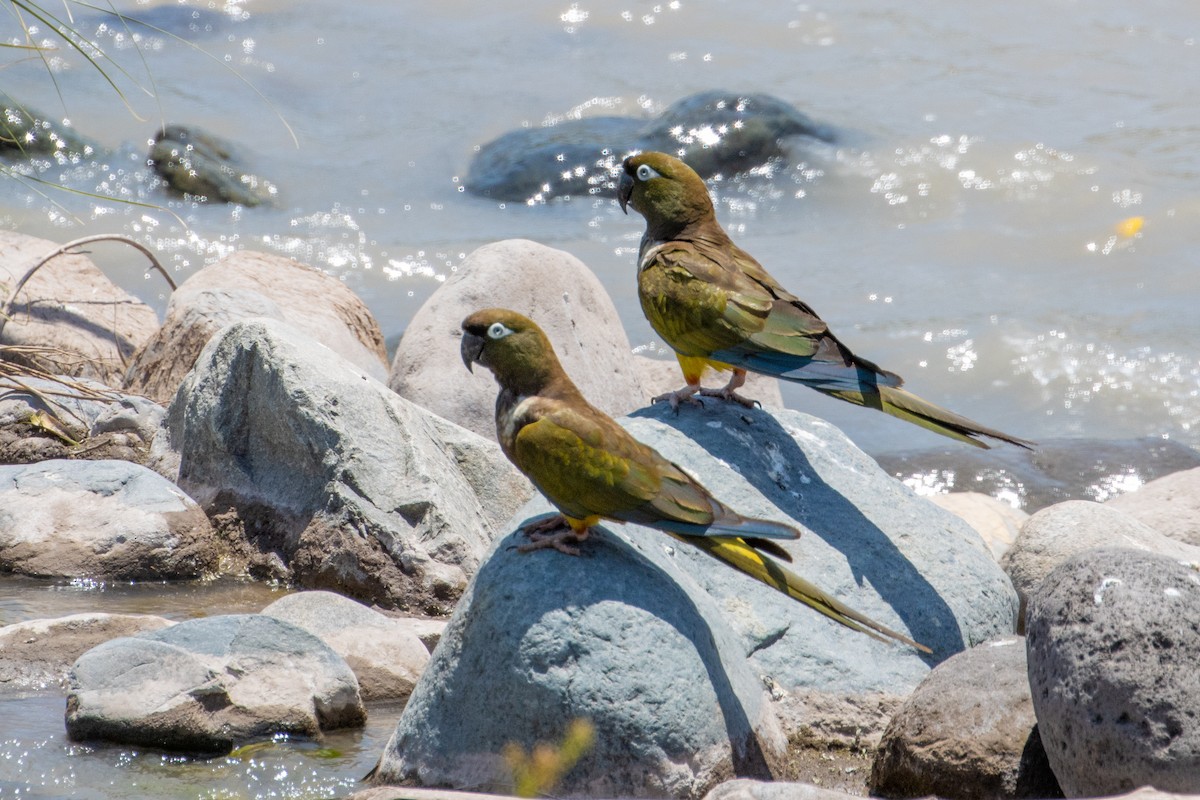 Burrowing Parakeet - ML603448201