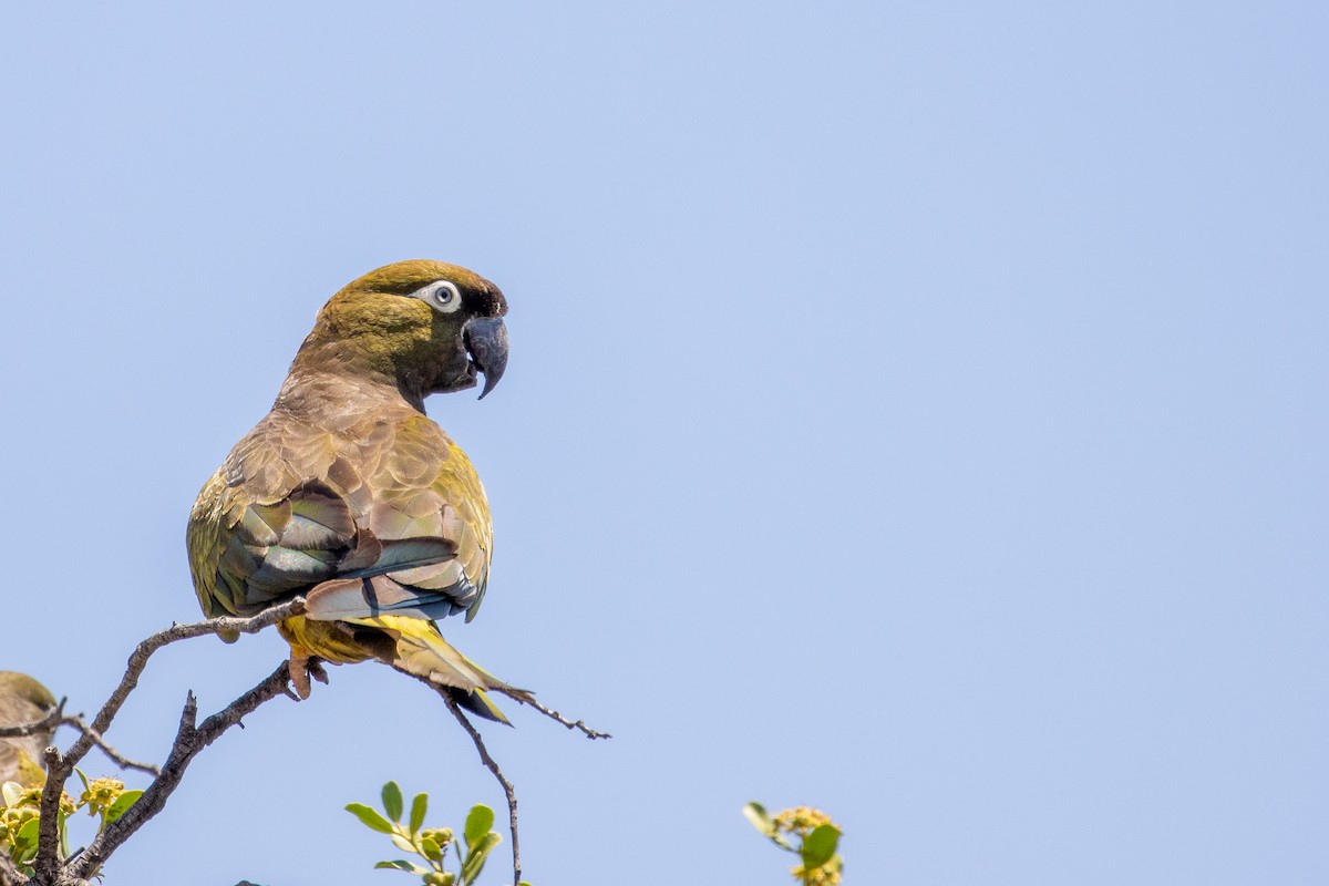 Burrowing Parakeet - ML603448211