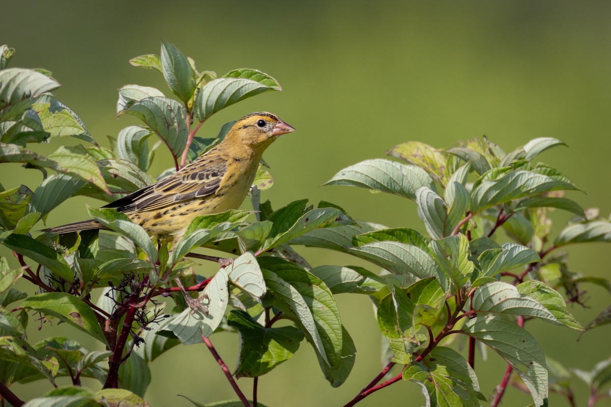 Bobolink - ML603448361